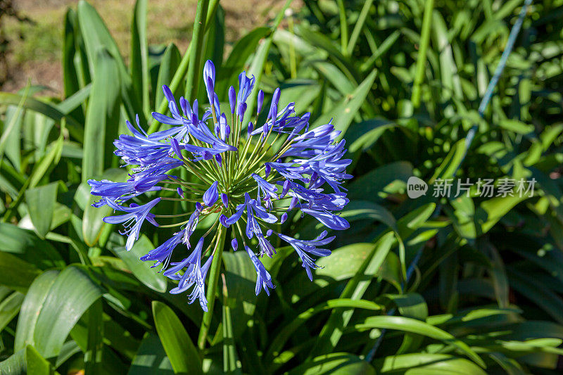 Bogotá，哥伦比亚- Agapanthus Praecox Flowers伞形花序;通常被称为非洲百合，在首都的公共场所和公园里随处可见